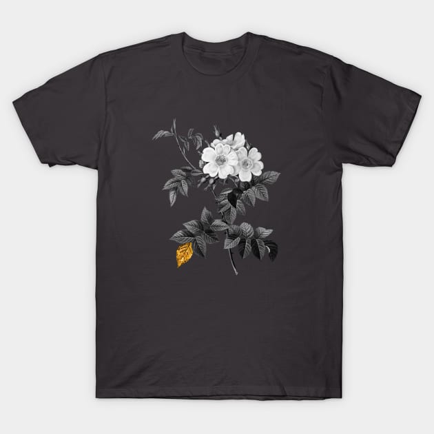 Black and Gold Leaf - Blooming White Rosebush - Vintage Botanical T-Shirt by Holy Rock Design